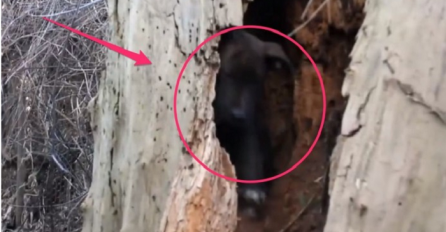 Zavirio je u staro stablo, ali nije očekivao da će pronaći ovo u njemu (VIDEO)
