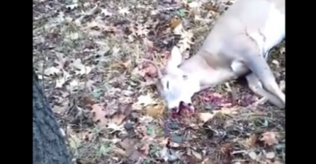 Ugledao je mrtvog jelena u šumi, a kada mu se približio, počeo je bježati kao nikad u životu (VIDEO)