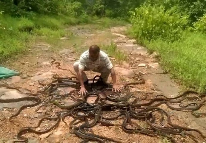 Morate da vidite kako izgleda završetak radnog dana jednog hvatača zmija (VIDEO)