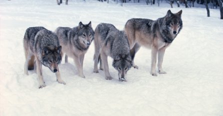 Pustili su 14 vukova u park, a ono što je uslijedilo niko nije očekivao (VIDEO) 
