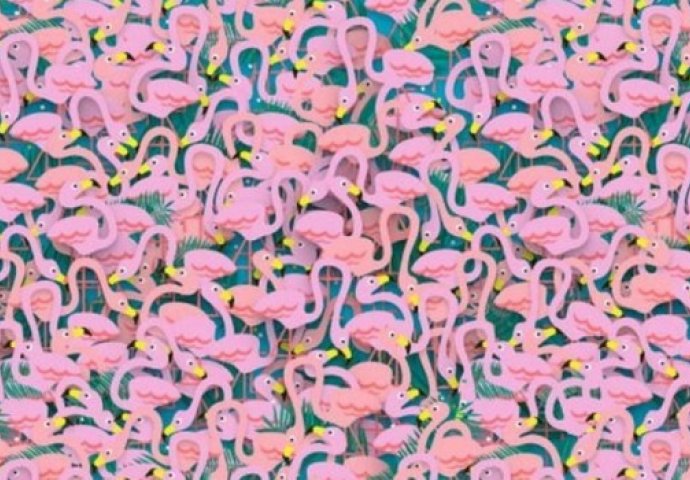 Ova mozgalica mnogima zadaje glavobolje: Pronađite balerinu u moru flamingosa! (FOTO)