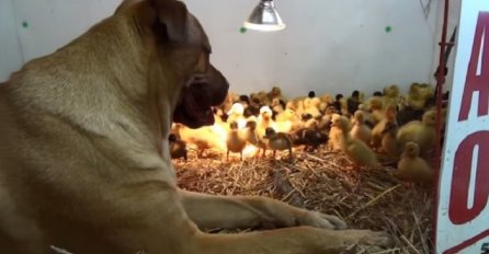 Pas je legao pored 200 malih pačića, ono što je uslijedilo će vas ostaviti bez riječi (VIDEO)