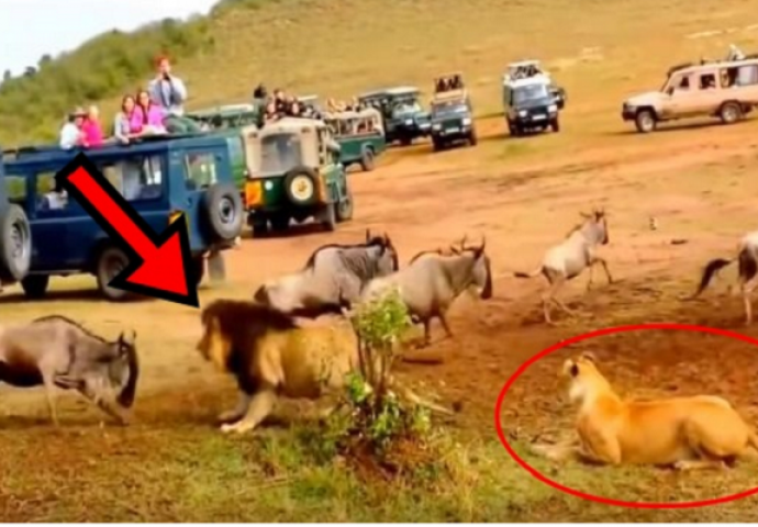 Lavica se uporno trudila da ulovi bizona, a onda je naišao lav i pokazao ko je gazda (VIDEO)