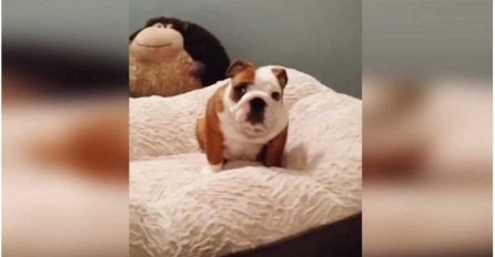 Pas je dobio novi krevet, a njegova reakcija će vam uljepšati dan (VIDEO)