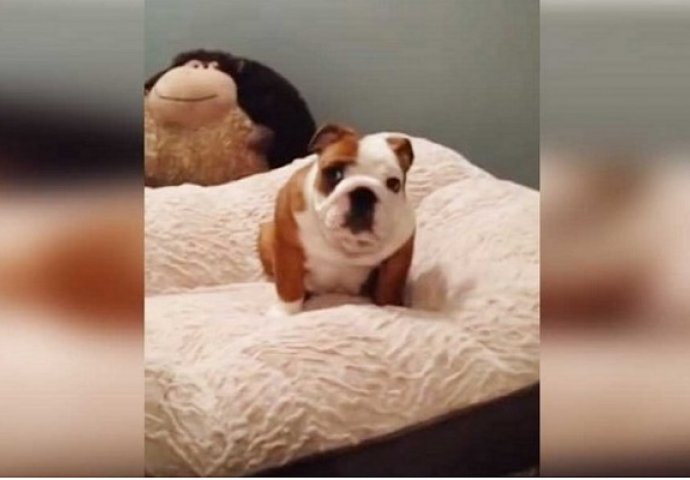 Pas je dobio novi krevet, a njegova reakcija će vam uljepšati dan (VIDEO)
