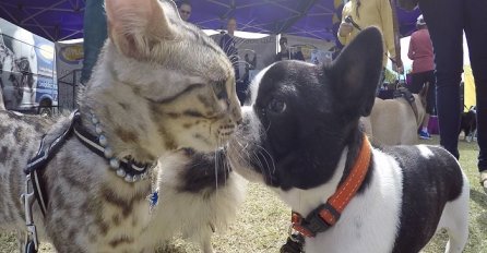 Morate vidjeti šta se dogodilo nakon što su ovu mačku doveli među 50 različitih pasa (VIDEO)