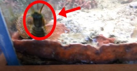 Odvratno: Ovo čudovište mu se dvije godine skrivalo u prljavom akvarijumu (VIDEO)