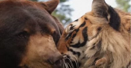 Drugari uprkos razlikama: Medvjed, lav i tigar prijatelji već 15 godina (VIDEO)