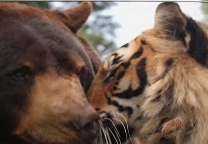 Drugari uprkos razlikama: Medvjed, lav i tigar prijatelji već 15 godina (VIDEO)