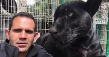 Prišao je i poljubio crnog jaguara, pogledajte šta mu se dogodilo (VIDEO)