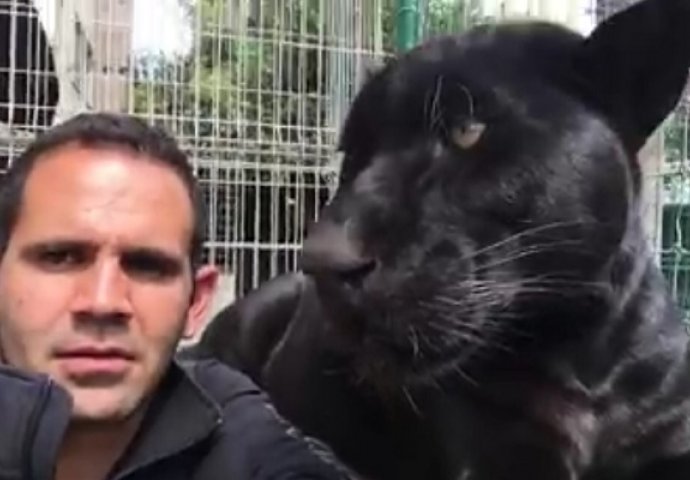 Prišao je i poljubio crnog jaguara, pogledajte šta mu se dogodilo (VIDEO)