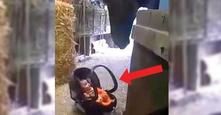 Mala beba je plakala u svom sjedalu, ali ovakvu reakciju konja niko nije očekivao (VIDEO)