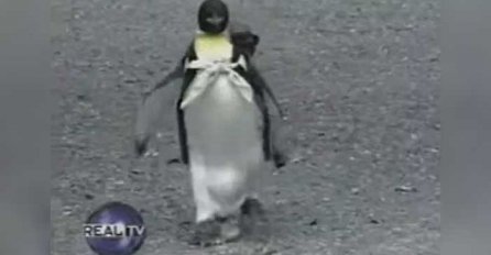 Pogledajte kako pingvin s torbicom na leđima svako jutro ide na pijacu po svježu ribu (VIDEO)