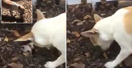 Majka je zgrabila svoje mrtvo štene, a onda uradila nešto što će vam slomiti srce (VIDEO)