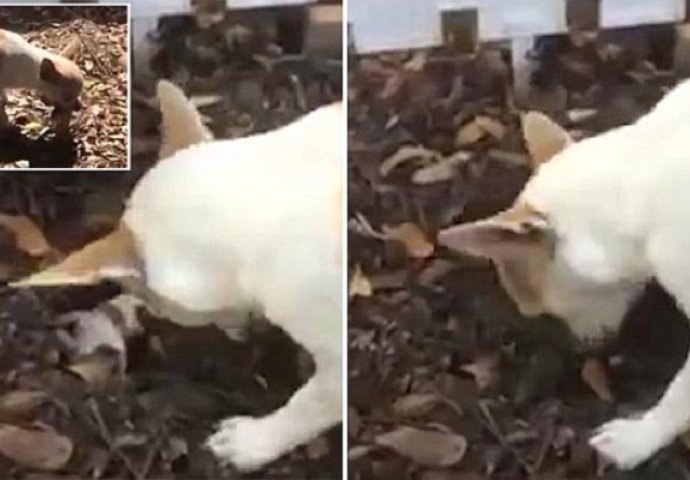 Majka je zgrabila svoje mrtvo štene, a onda uradila nešto što će vam slomiti srce (VIDEO)