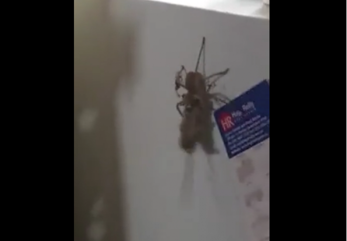 Nakon ovog snimka, svi bismo mogli imati fobiju: Ogromni pauk vuče miša uz frižider (VIDEO)