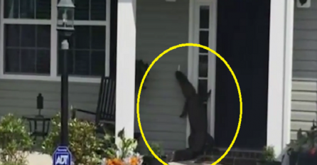 Mislili su da gosti zvone na vrata, ali ono što su vidjeli ih je ostavilo paralizirane od straha (VIDEO)