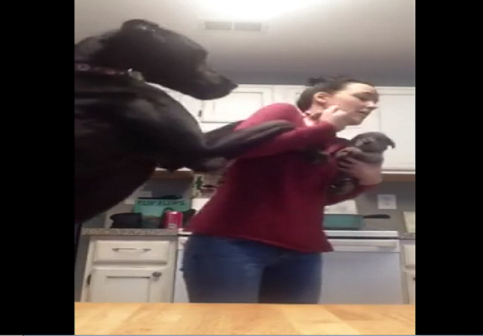 Donijela je novo štene kući, ali ovakvu reakciju velikog psa nije očekivala (VIDEO)