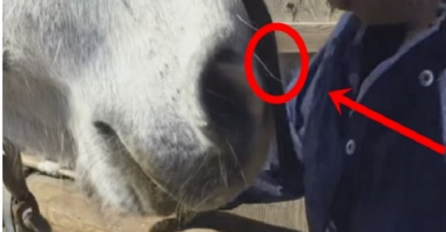 Na nos svog konja zalijepio je komad selotejpa: Kada vidite razlog, oduševit ćete se (VIDEO)