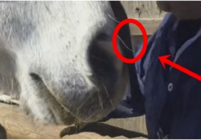 Na nos svog konja zalijepio je komad selotejpa: Kada vidite razlog, oduševit ćete se (VIDEO)