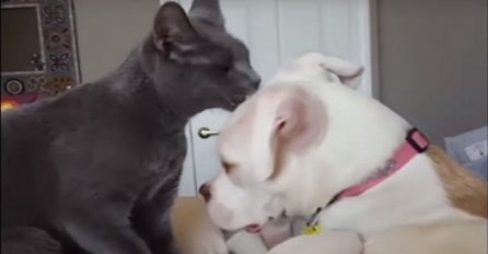 Ovaj pas je tek stigao u svoju novu obitelj, način na koji ga je mačka pozdravila je presladak (VIDEO)