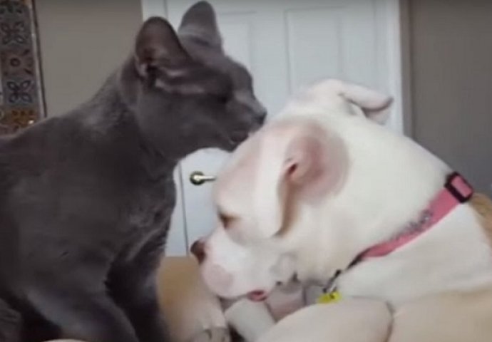Ovaj pas je tek stigao u svoju novu obitelj, način na koji ga je mačka pozdravila je presladak (VIDEO)