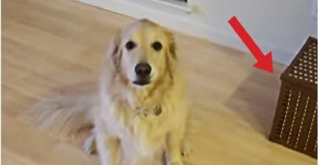 Rekao je svom psu da pospremi stvari, ono što je uradio nekoliko sekundi kasnije je čudesno (VIDEO)