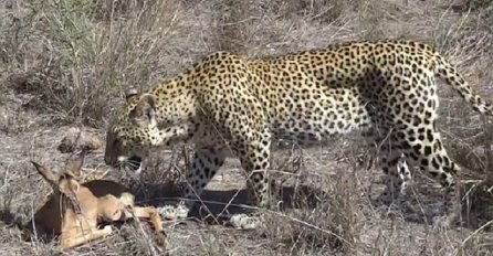 Gladni leopard je uhodio malu antilopu, a onda je uradio nešto neočekivano (VIDEO)