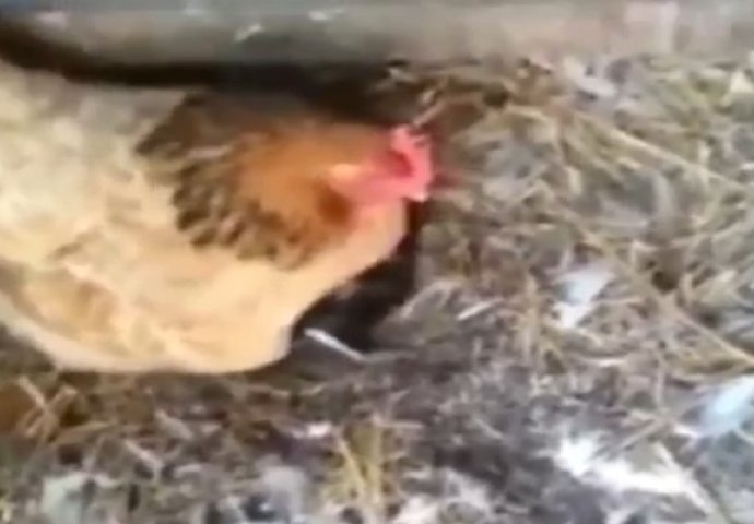 Baš kada pomislite da ste vidjeli sve, ova kokoška vas iznenadi sa onim za što misli da je izlegla (VIDEO)