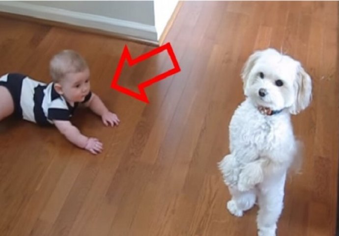 Pas se zadao plesati kao profesionalac, ali obratite pažnju na bebinu reakciju (VIDEO)