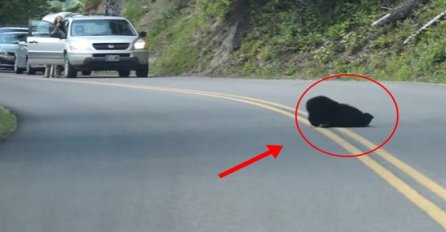 Na cesti vidio crnu masu: Zaustavio auto i shvatio zašto ostali vozači snimaju ovaj prizor (VIDEO)