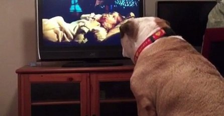 Bulldog gleda horor film, a pogledajte njegovu reakciju kada je mala glumica u opasnosti (VIDEO)