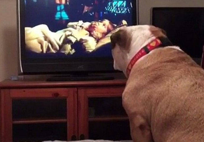 Bulldog gleda horor film, a pogledajte njegovu reakciju kada je mala glumica u opasnosti (VIDEO)