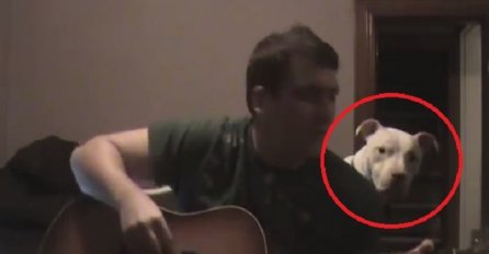 Postavio je kameru, počeo svirati gitaru i zabilježio nevjerovatnu reakciju pit bulla (VIDEO)
