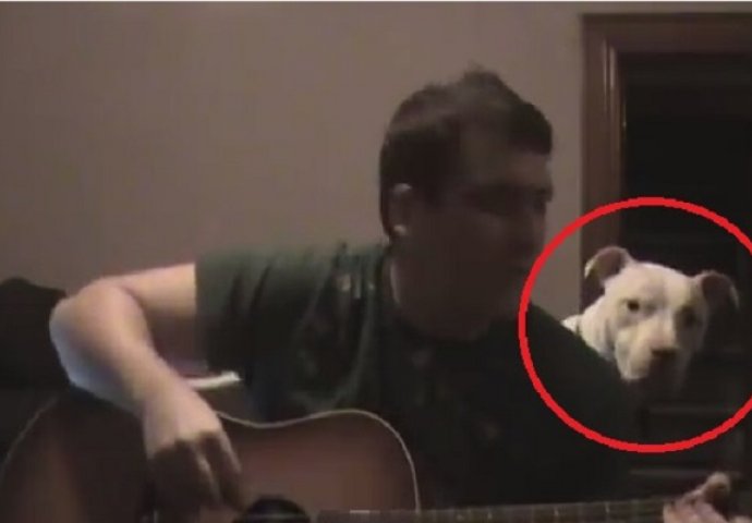 Postavio je kameru, počeo svirati gitaru i zabilježio nevjerovatnu reakciju pit bulla (VIDEO)