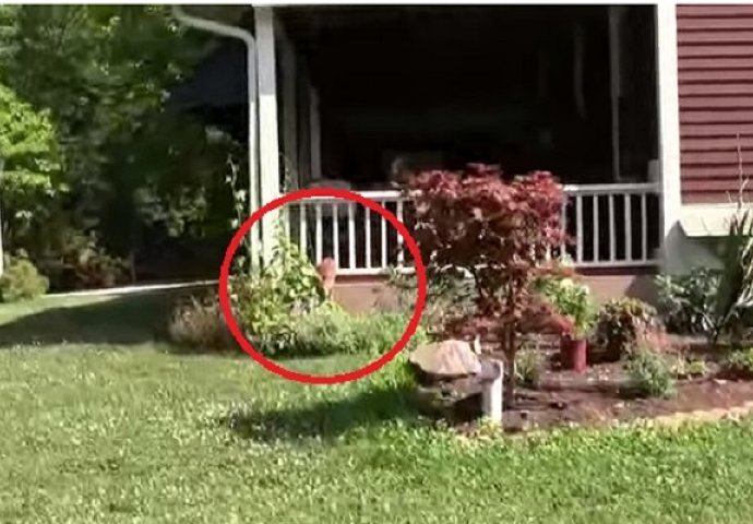 Čuli su glasan vrisak na verandi, nikada nisu očekivali da će pronaći ovo (VIDEO)