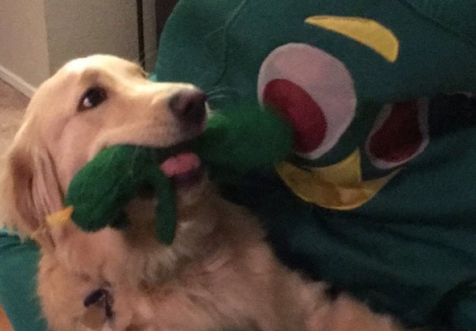 Ovako izgleda sreća: Evo kako je pas reagirao kad je vidio da je njegova igračka oživjela (VIDEO)
