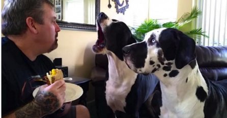 On nije htio podijeliti svoj sendvič, ali pogledajte kako je pas lijevo reagirao (VIDEO)