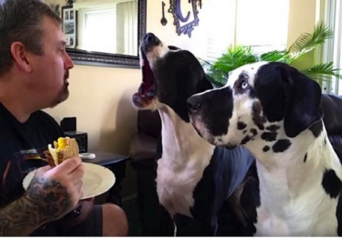 On nije htio podijeliti svoj sendvič, ali pogledajte kako je pas lijevo reagirao (VIDEO)