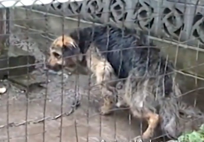 Pas bio zarobljen skoro 10 godina, pogledajte njegovu reakciju kada je konačno spašen (VIDEO)