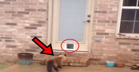 Dva sata se mučio da napravi mala vrata za mačku, no njena reakcija nasmijala je milione (VIDEO)