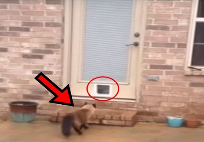 Dva sata se mučio da napravi mala vrata za mačku, no njena reakcija nasmijala je milione (VIDEO)