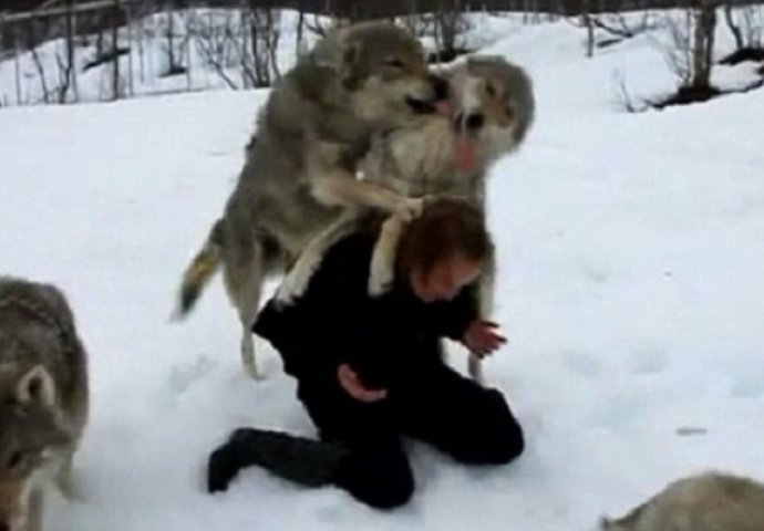 Svi su bili nervozni kada je čopor vukova krenuo na ovu ženu, a onda su ostali bez teksta (VIDEO)