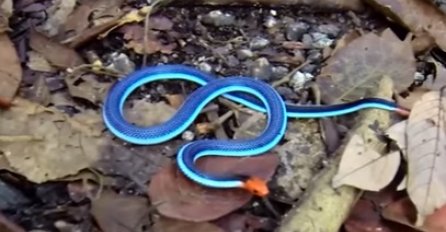 "Ubica svih ubica": Ova zmija spada među najopasnije, ali njen otrov zaustavlja svaku bol! (VIDEO)