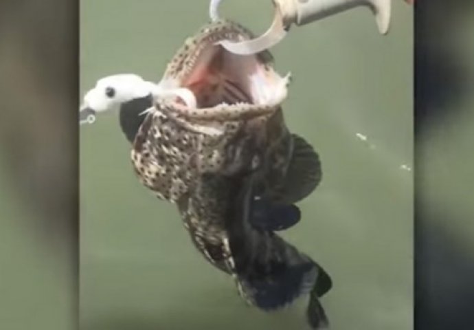 Upecao je ribu, ali nije mogao ni slutiti da će iz nje ovo izaći (VIDEO) 