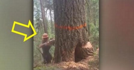 Drvosječa je počeo sjeći staro stablo, ali stvari nisu išle po planu (VIDEO)
