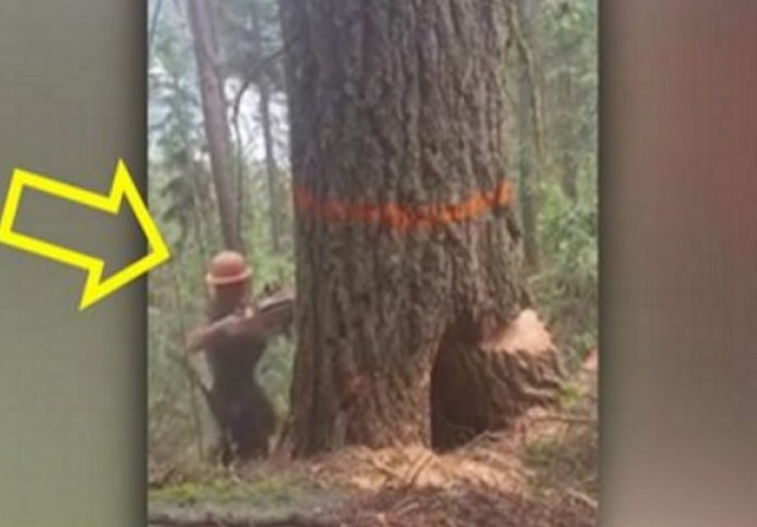 Drvosječa je počeo sjeći staro stablo, ali stvari nisu išle po planu (VIDEO)