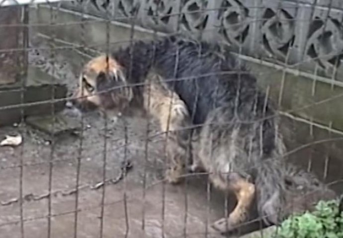 Ovaj pas je deset godina bio vezan lancem: Pogledajte njegovu reakciju kada su ga konačno spasili! (VIDEO)