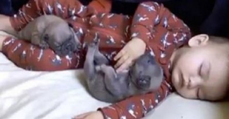 Mali štenci su prišli bebi koja spava, a ono što je uslijedilo je najslađi prizor ikada (VIDEO)