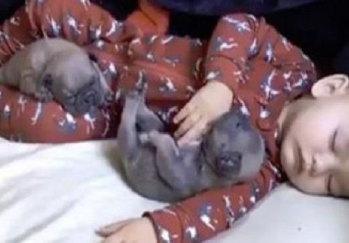 Mali štenci su prišli bebi koja spava, a ono što je uslijedilo je najslađi prizor ikada (VIDEO)